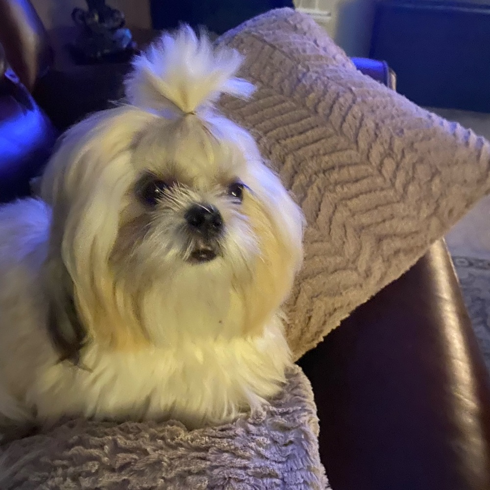 Meet your Posher, Rosalie